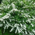 Spiraea nipponica 'Snowmound' P1C (2)